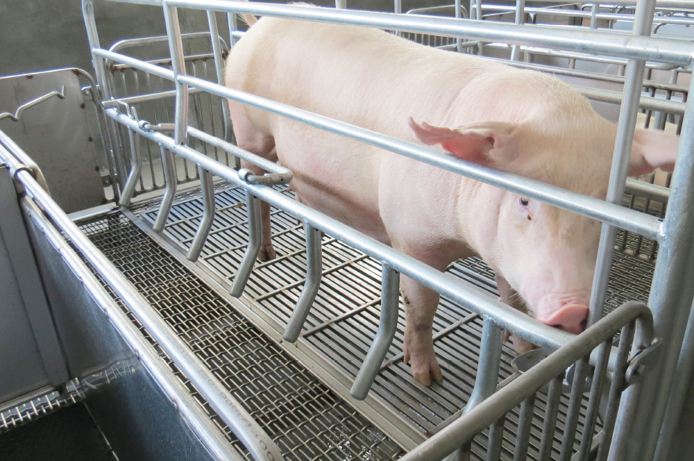 詮懋畜牧器具設備，專業器具，守護豬舍運作核心