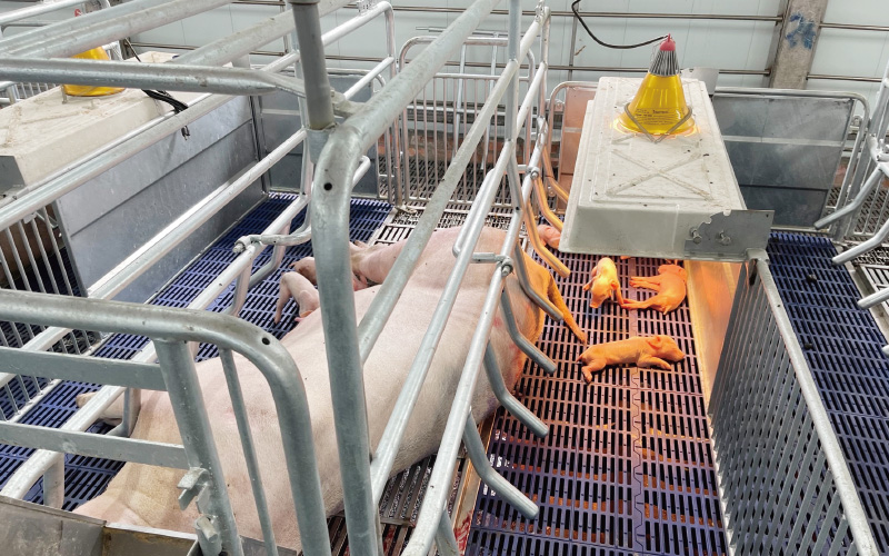 EMPEROR PENGUIN ENT.CO.,LTD. CASE - Farrowing House