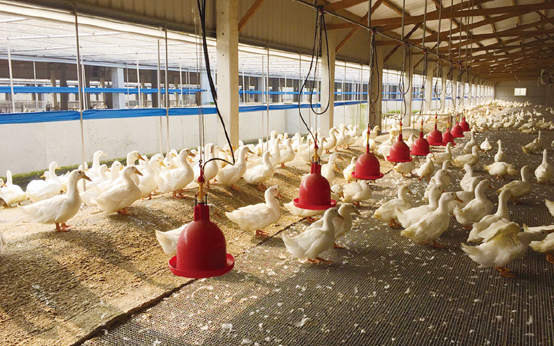 EMPEROR PENGUIN ENT.CO.,LTD. CASE - Duck Farm Building