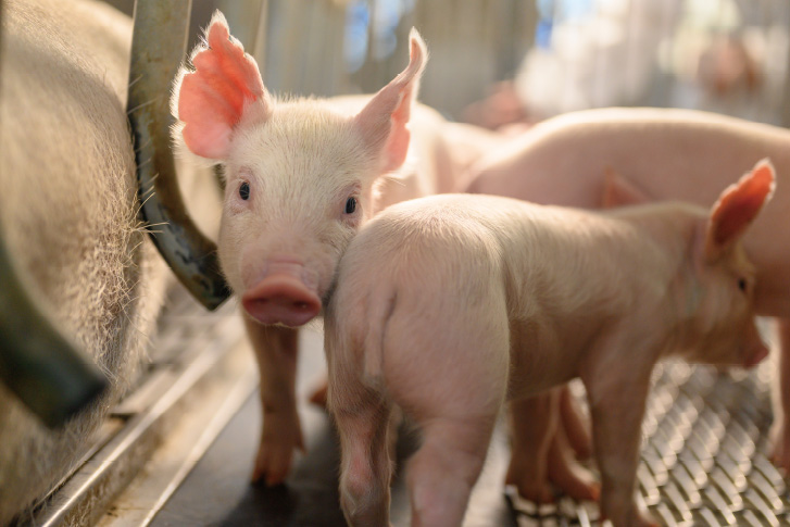 畜牧環控系統介紹