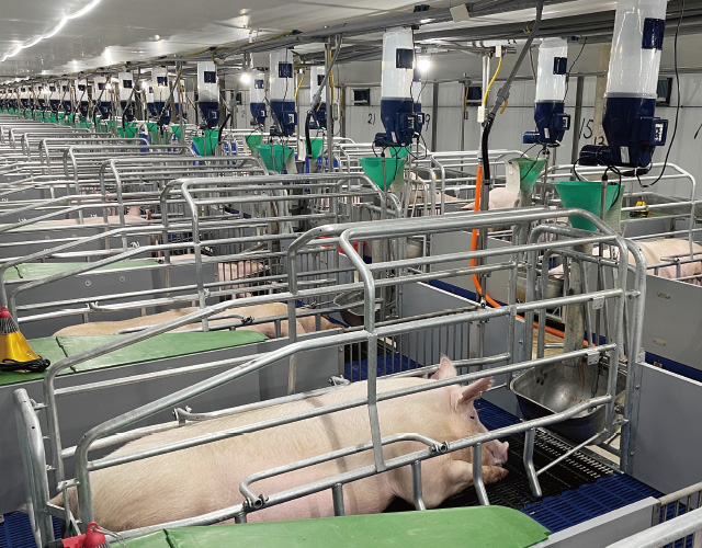 GESTAL FOCUS 哺乳母豬餵飼系統