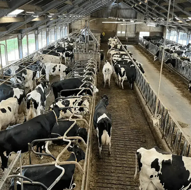 HATO 照明設備-牛照明