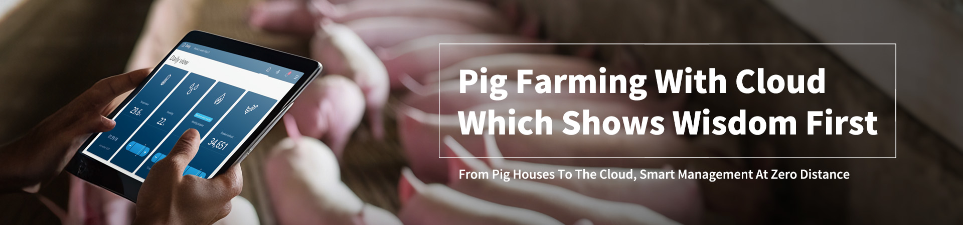 Pig Farming With Cloud Which Shows Wisdom First