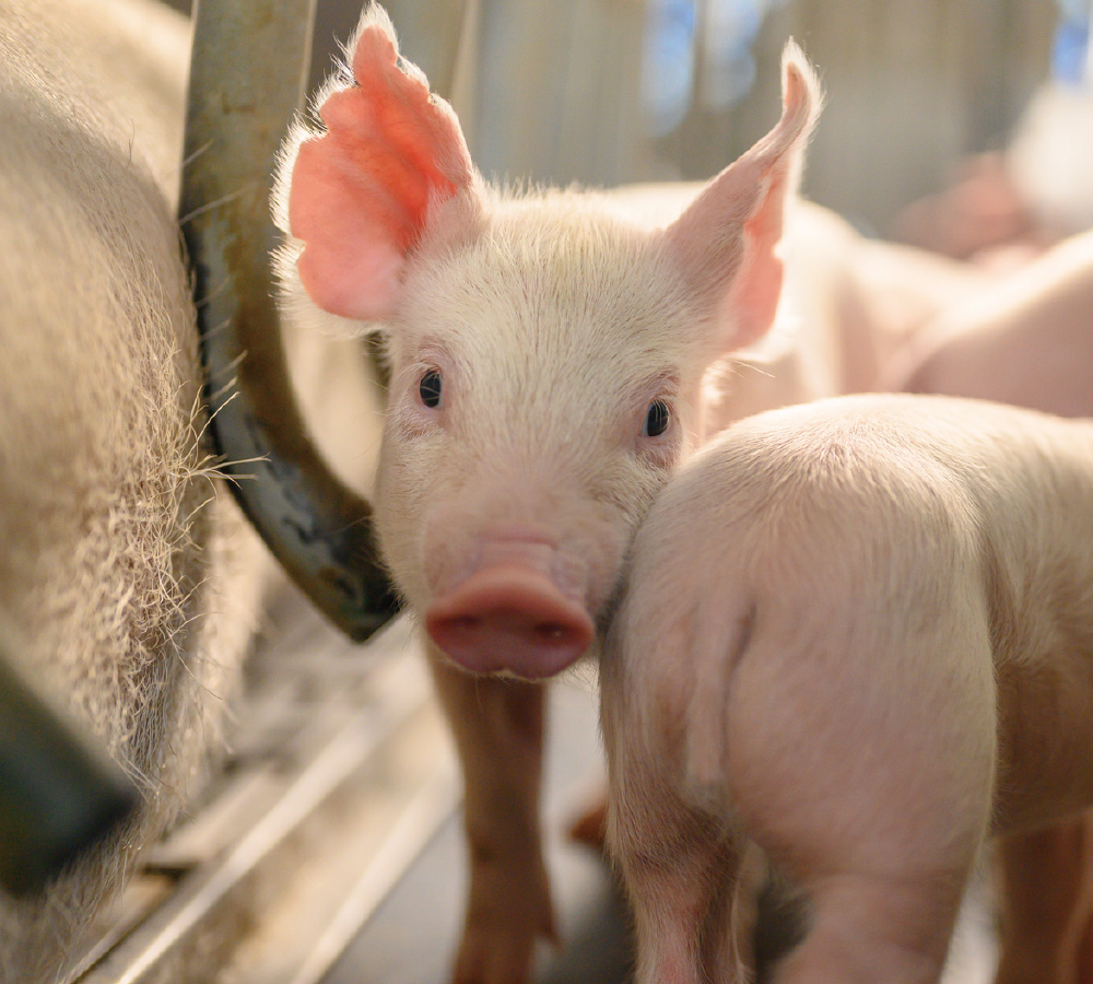 EMPEROR PENGUIN ENT.CO.,LTD.-VISION