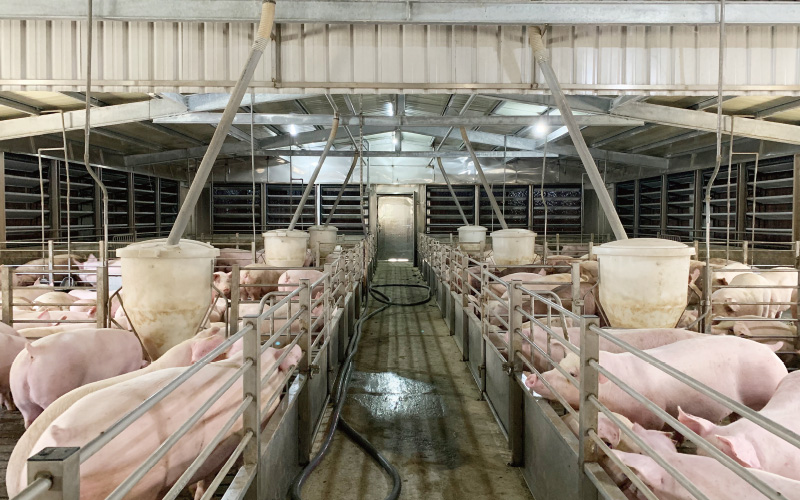 金榮鐵工廠 / 詮懋實業有限公司 肉豬舍工程-實績案例