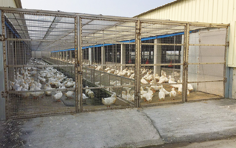 金榮鐵工廠 / 詮懋實業有限公司 鴨場新建工程-實績案例