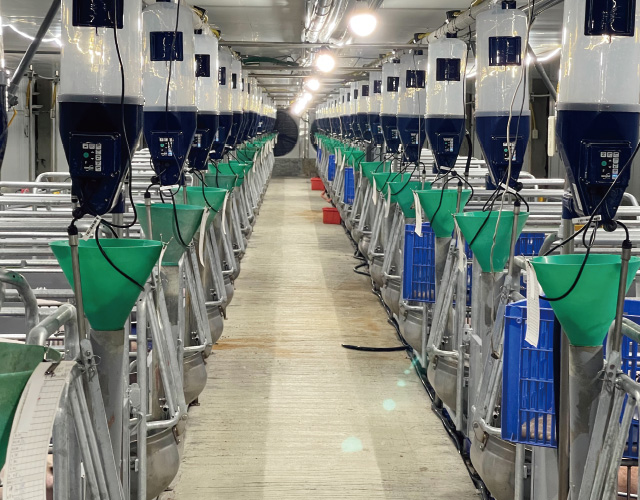 GESTAL FOCUS 哺乳母豬餵飼系統