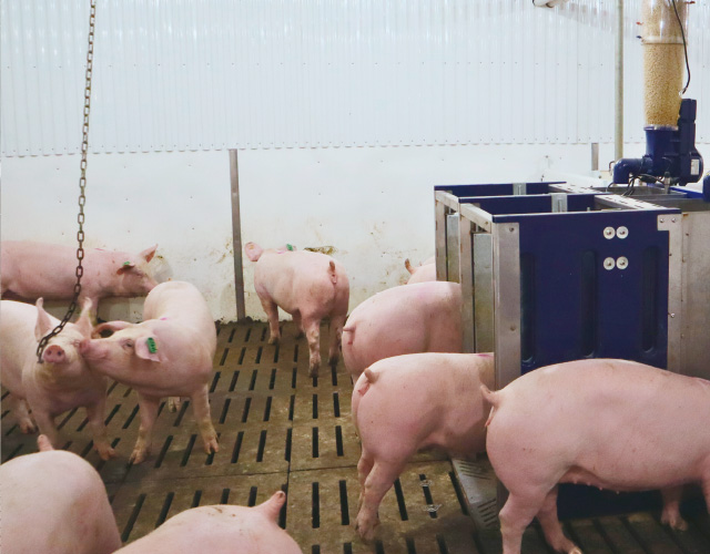 GESTAL SELECT 種豬性能測定系統