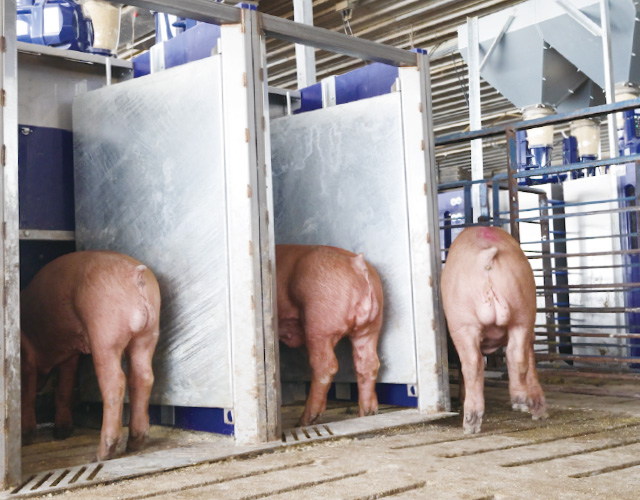 GESTAL SELECT 種豬性能測定系統